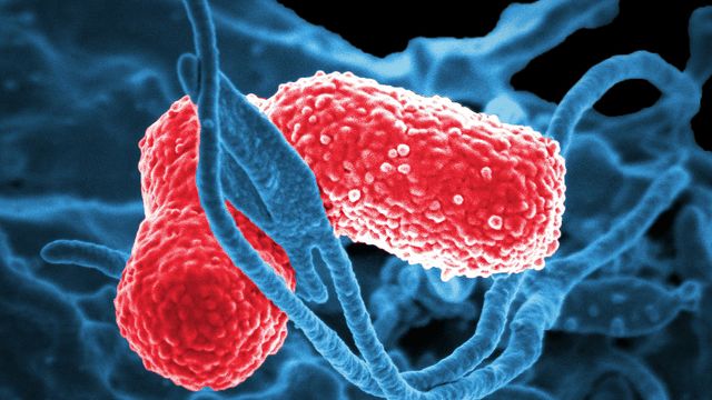 A human neutrophil interacting with a pneumonia bacterium.